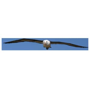 Albatross Audio Radio Logo