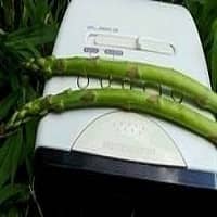 Asparagus Radio Logo