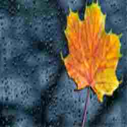 Nature Radio Rain Logo